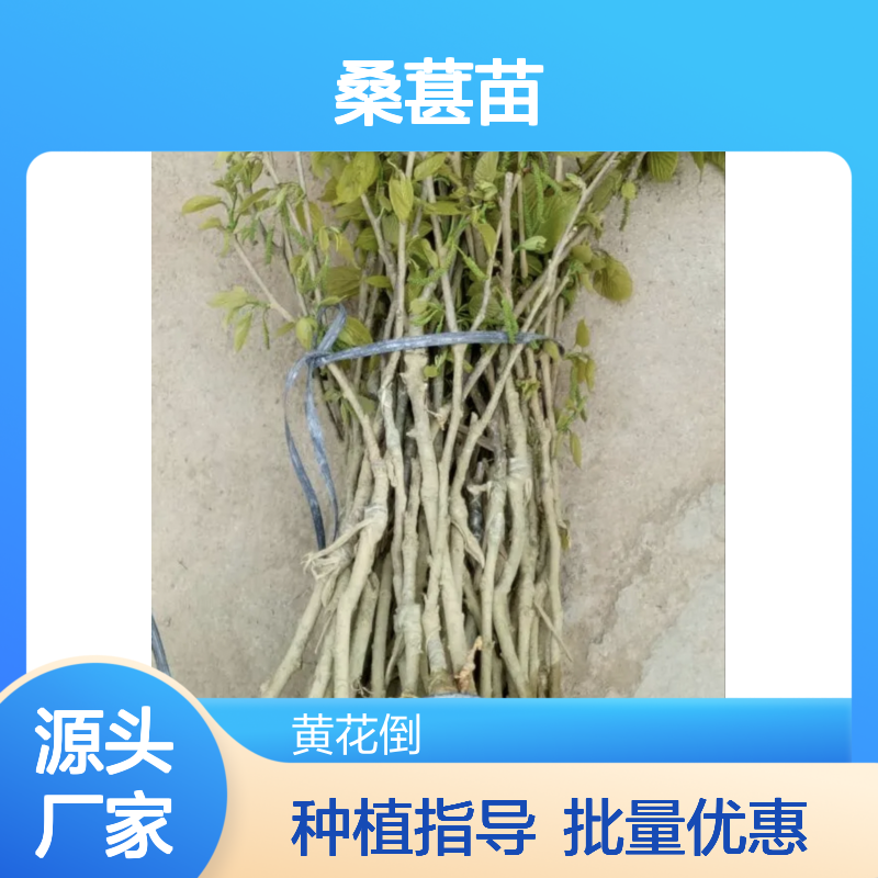 桑葚苗批发 优质桑树苗 扦插繁殖简便 生长健壮