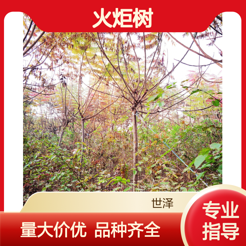 苗木行情 10公分火炬树 带球直发 数量大 种类多样
