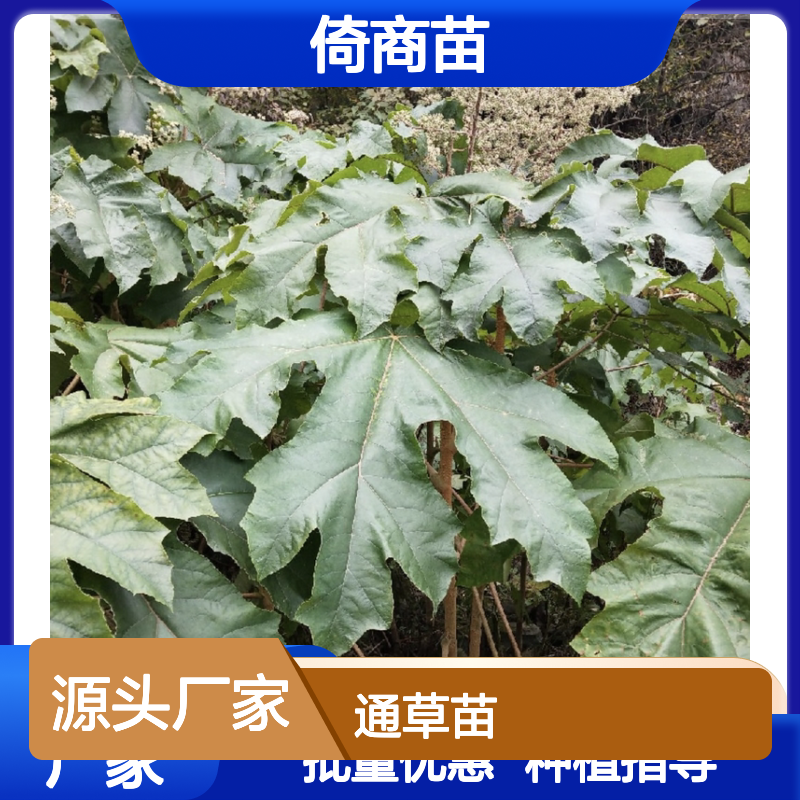 倚商苗 常绿灌木 通草苗批发 易种易活 生长迅速