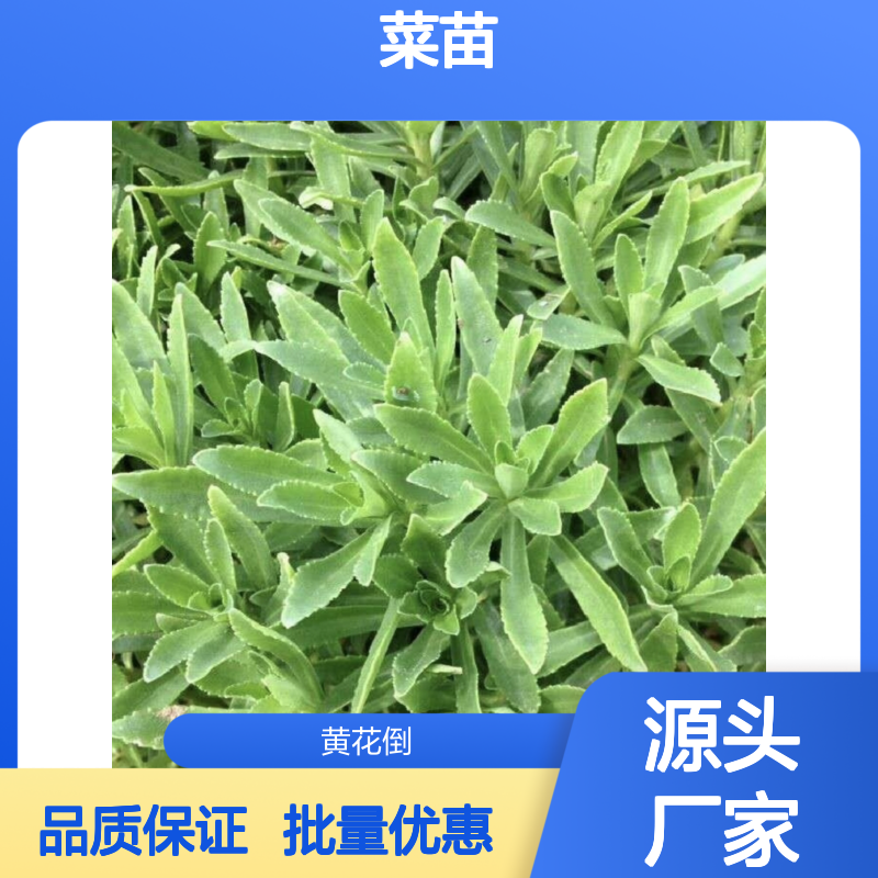 费菜苗批发 耐寒耐旱 适应性强 扦插易活 生长迅速