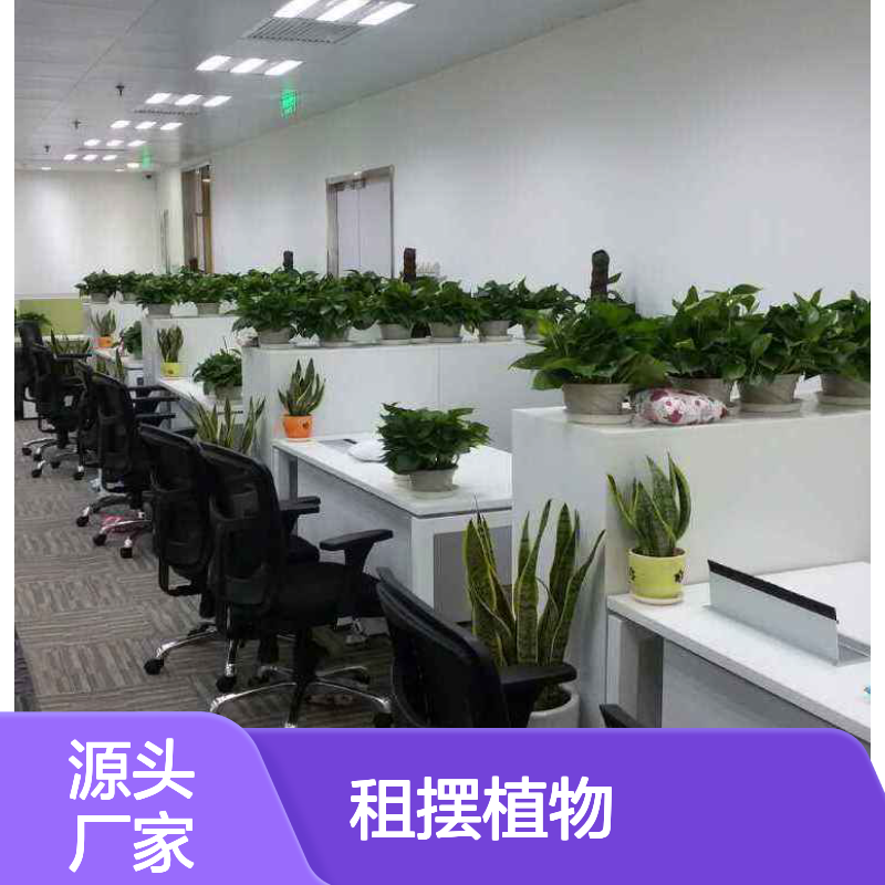 南韵竹风绿植租赁 成活率高服务优 品种多样 货源充足
