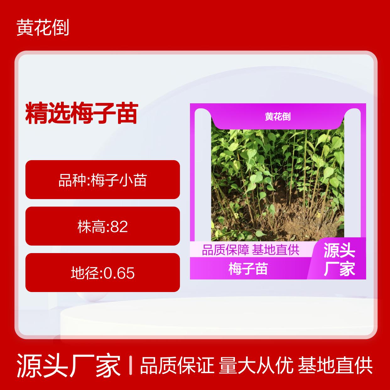 黄花倒梅子苗 基地直供 多年种植经验 品质优良
