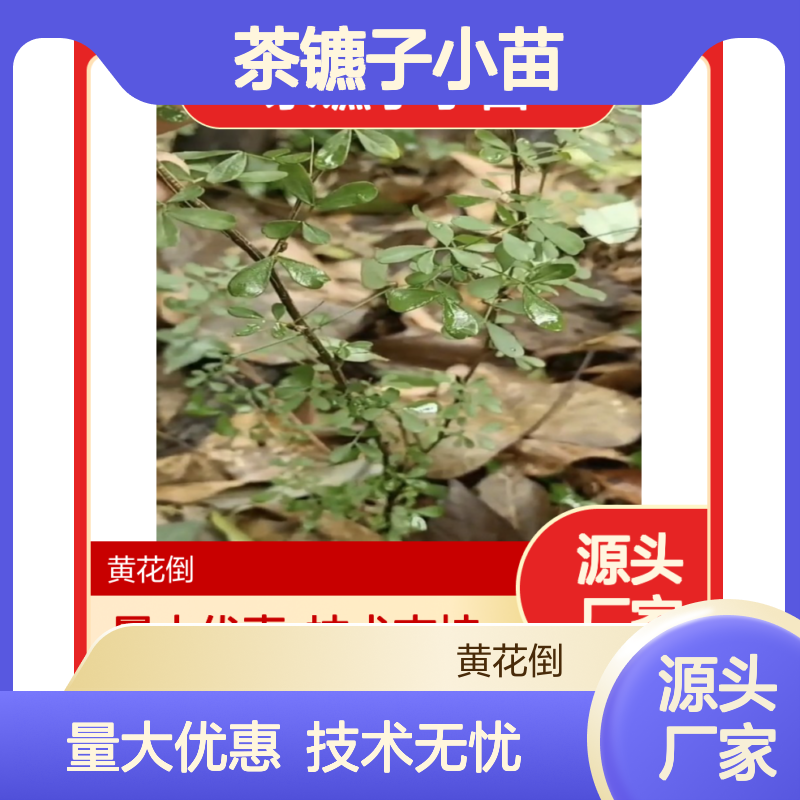 茶镳子小苗 当天起挖确保新鲜 价格灵活 技术支持
