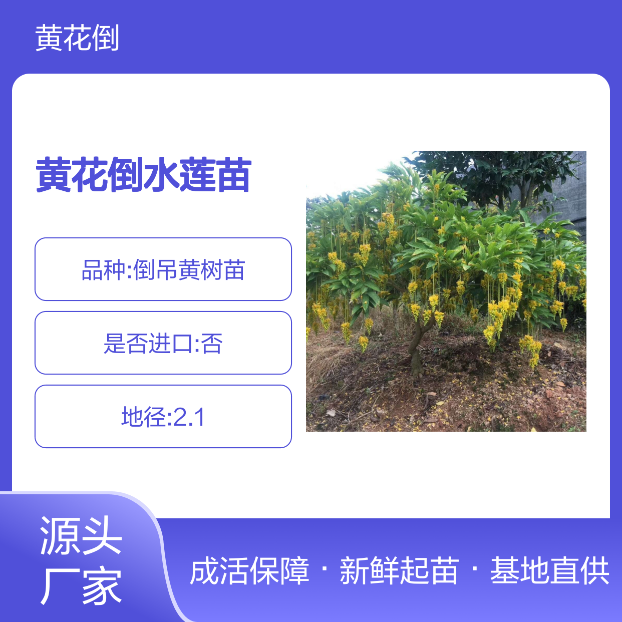黄花倒水莲苗 爆满开花 盆栽佳品 婀娜多姿 根系发达