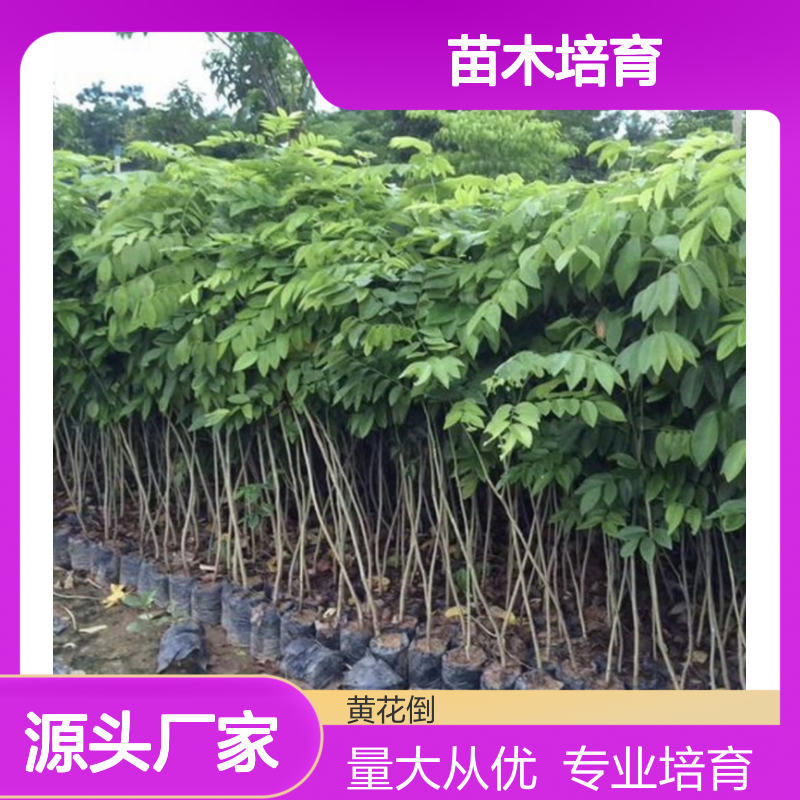 苗木培育专业社 优质臭木芽苗供应 纹理细腻 坚韧耐用