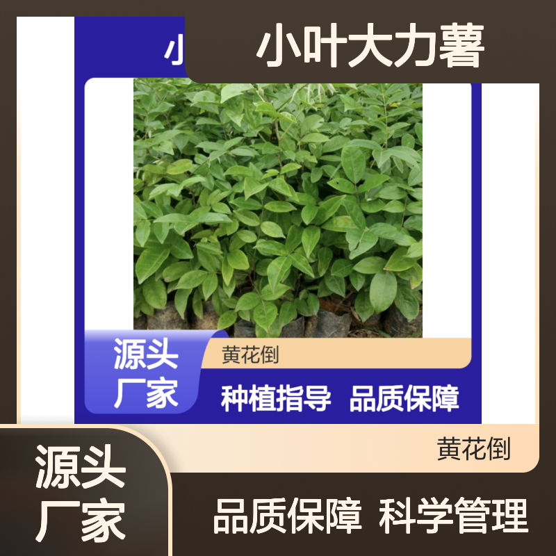 小叶大力薯种苗 批发供应 药材种植优选 科学管理