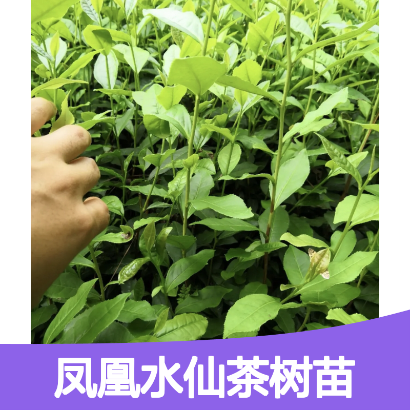 正宗凤凰水仙 茶树苗批发 基地直供 品质上乘 专业培育