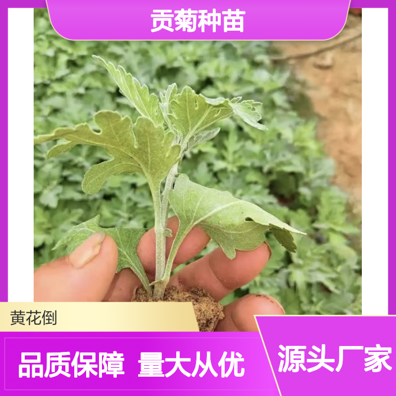 贡菊种苗 清明前后栽种 基地直供 生长迅速 品质优良
