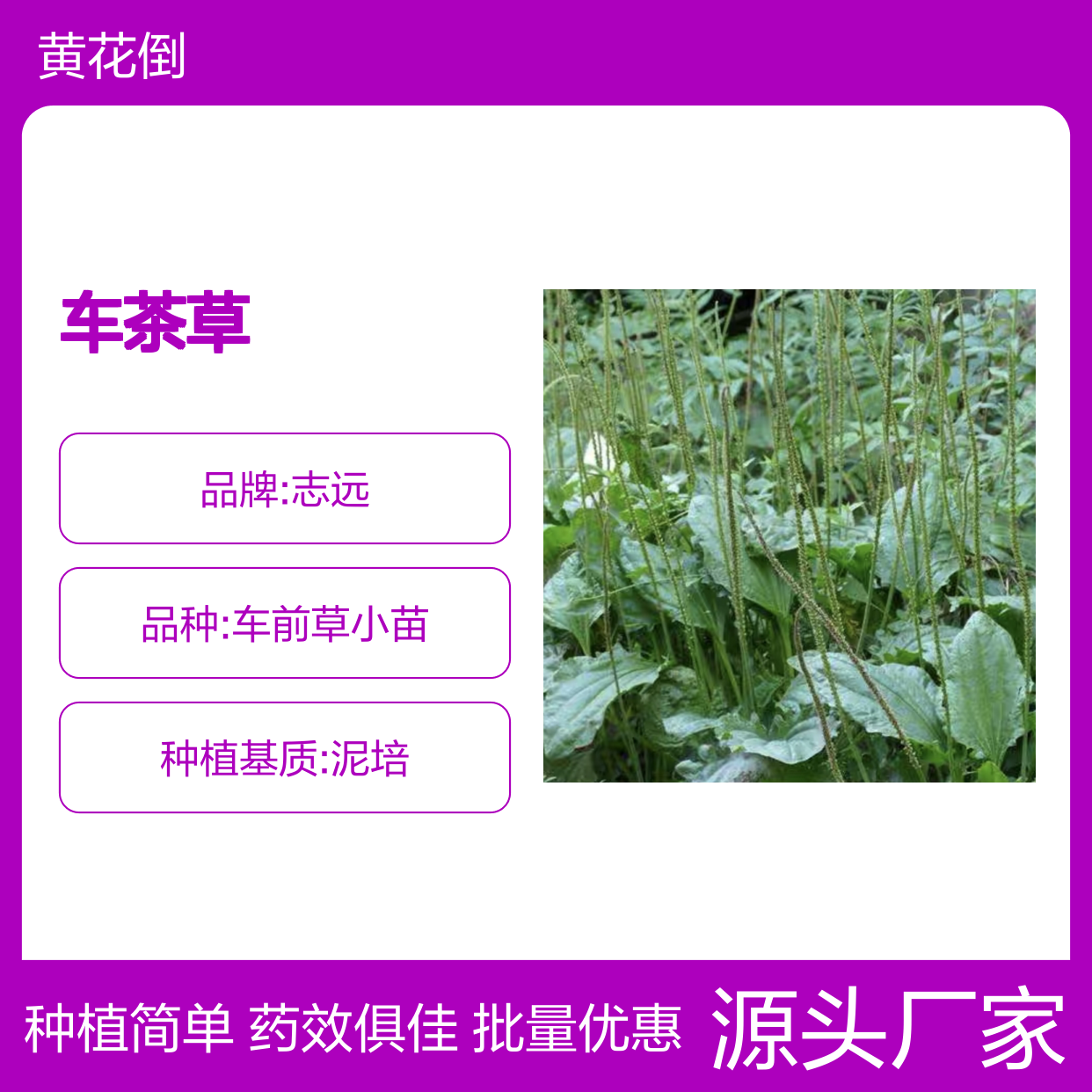 车茶草种苗 基地直供 药用菜用皆宜 管理简单 耐寒耐旱