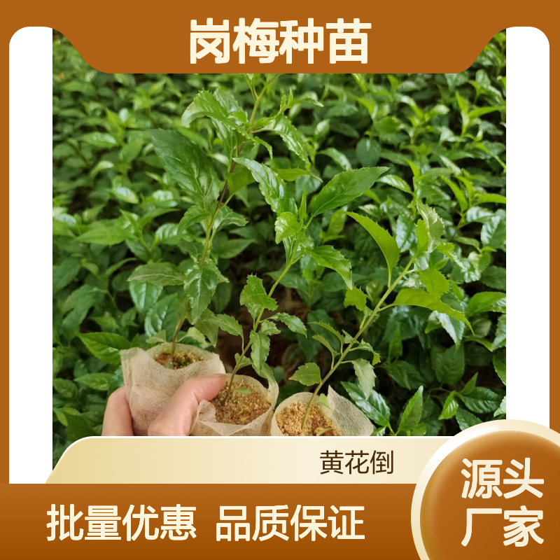 岗梅种苗 百亩种植基地 直供批发 药用价值 园林优选