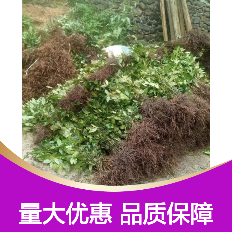 肿节风苗 园林绿植 常绿灌木 易于移栽 生长迅速