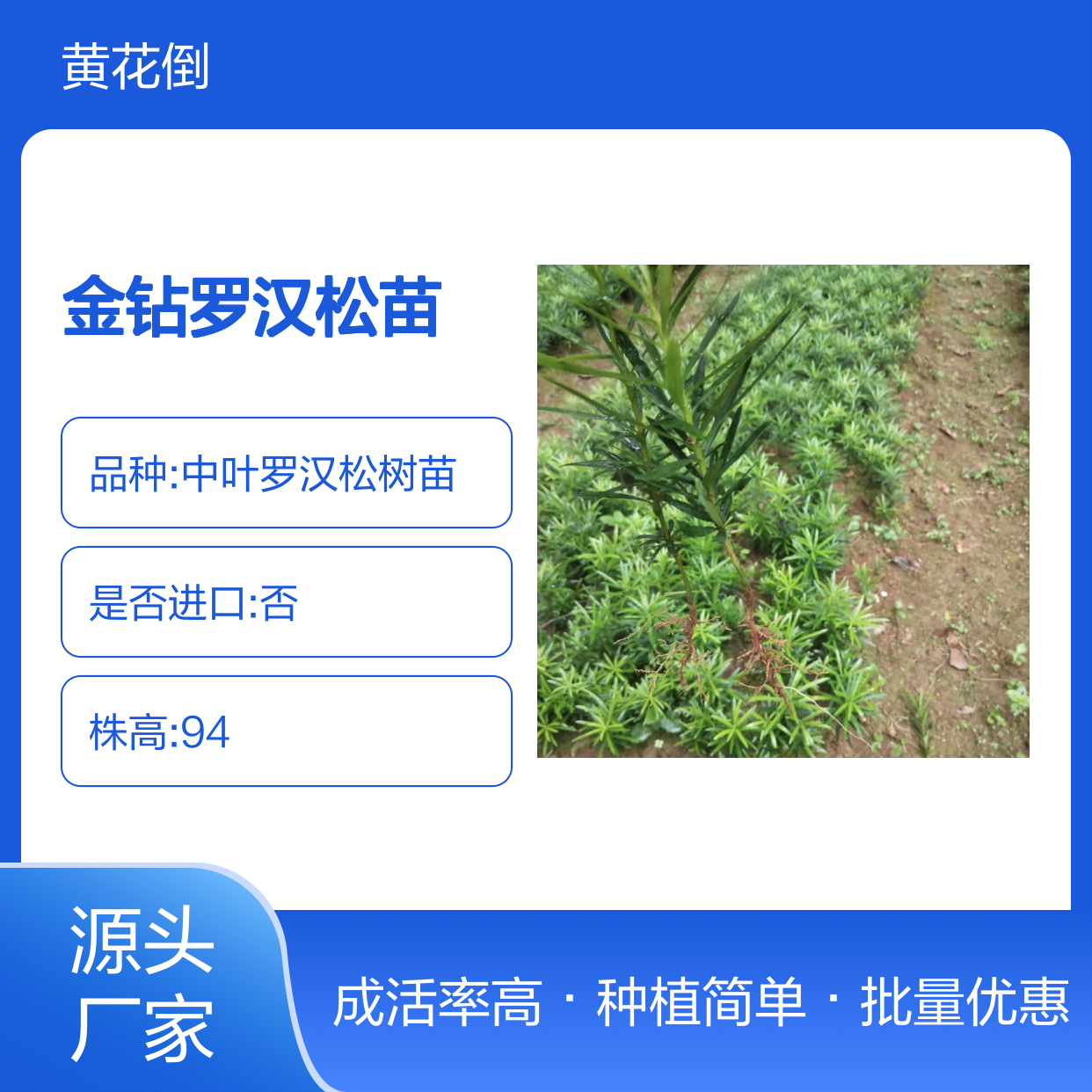 金钻罗汉松苗 基地直供 批发优选 成活率高 绿化佳品