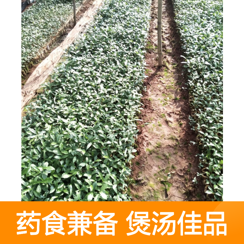 细叶白花牛奶树苗 天然药食同源植物 环境适应强