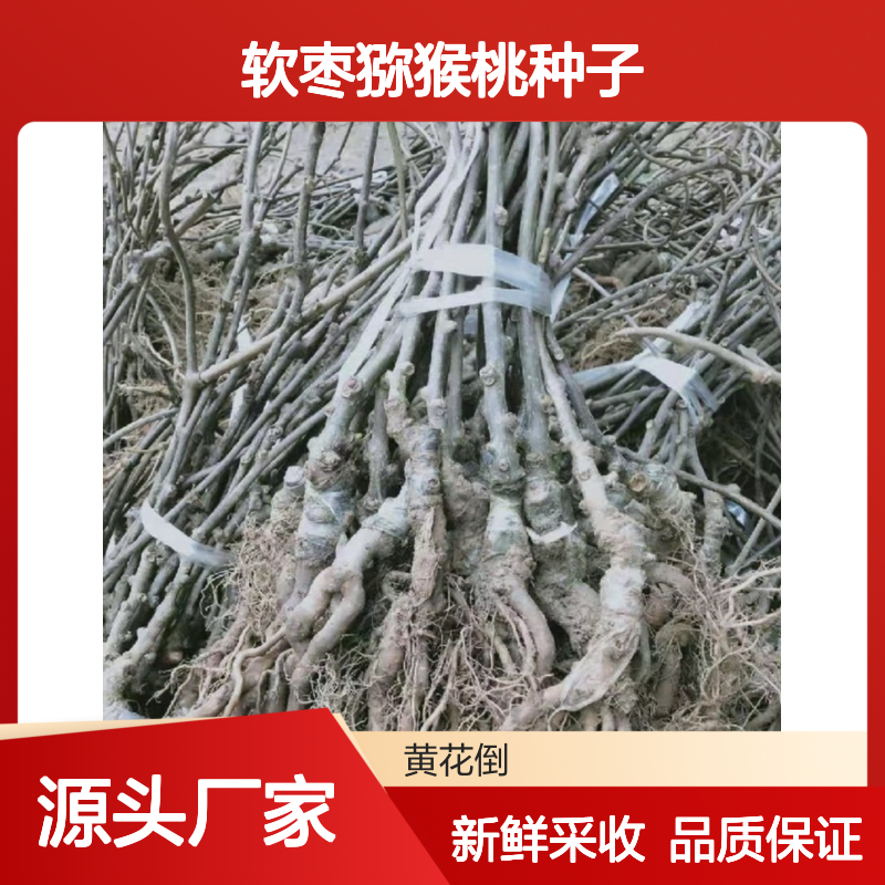 新采收当年软枣猕猴桃种子 苗木合作社自营免费技术指导
