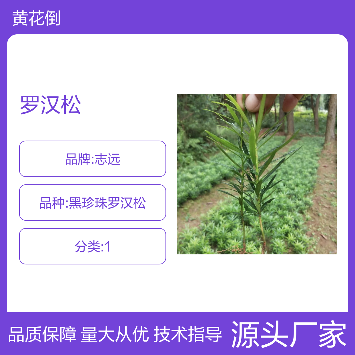 当年新采兰屿罗汉松种子 产地直供 免费指导 庭院优选