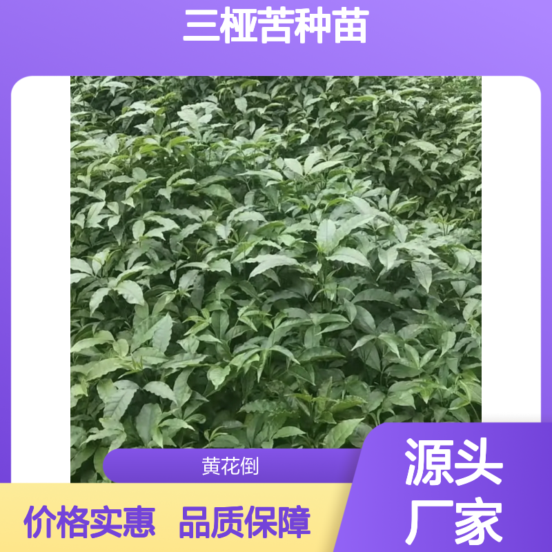 三桠苦种苗 基地直供 批发优选 药用价值 经济植物