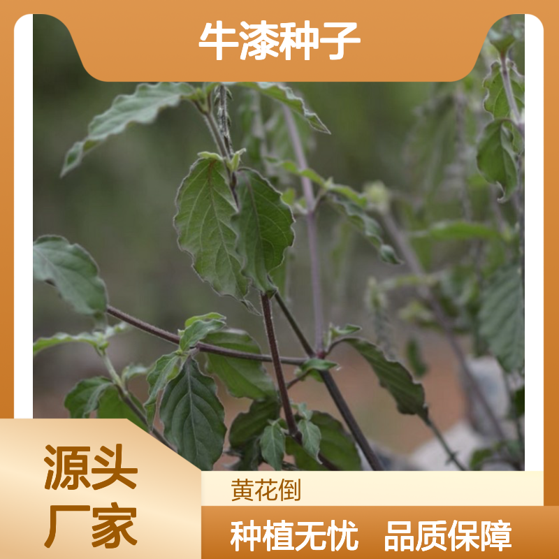 当年新采牛漆种子 科学种植指导 高产提质 自营基地