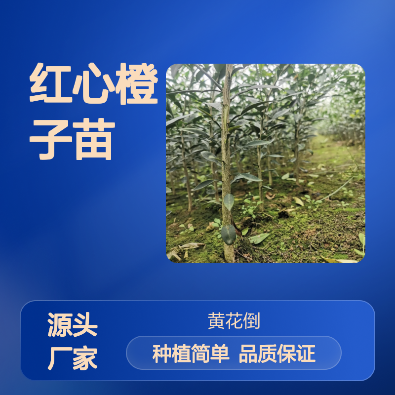 红心橙子苗 脐橙品种 鲜食榨汁皆宜 经济寿命长