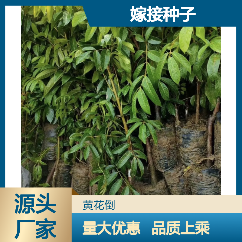 甜橄榄树苗 嫁接种子均有 批发供应 高产稳产 管理方便