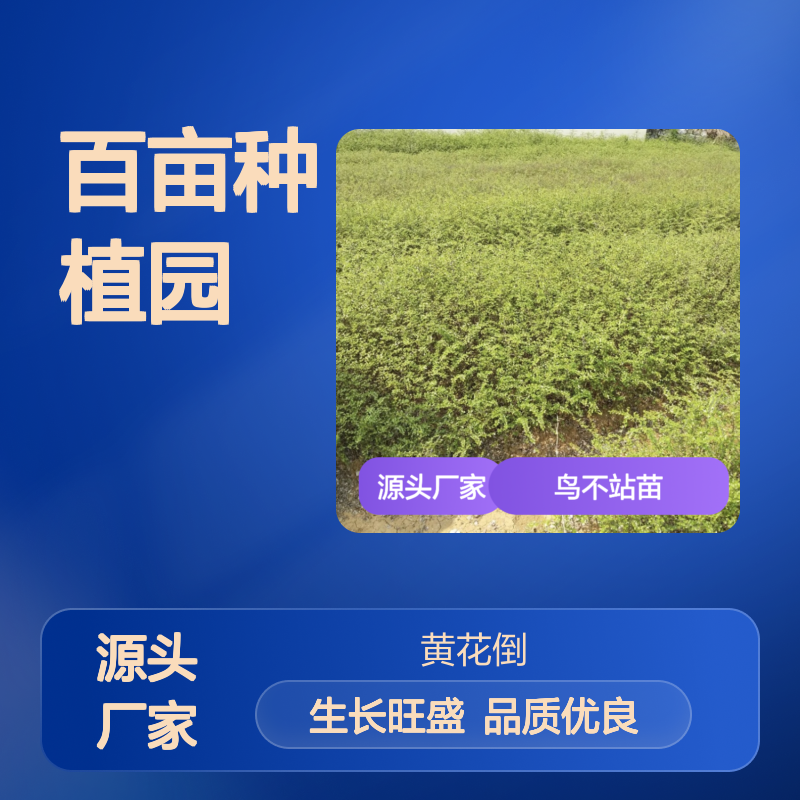 鸟不站苗 百亩种植园直供 品质优良 生长旺盛 广泛分布