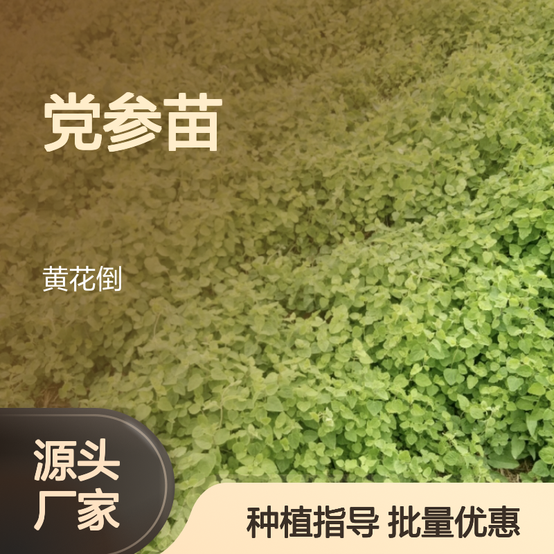 多年生草本党参苗 园林植物优选 抗病力强 易于管理