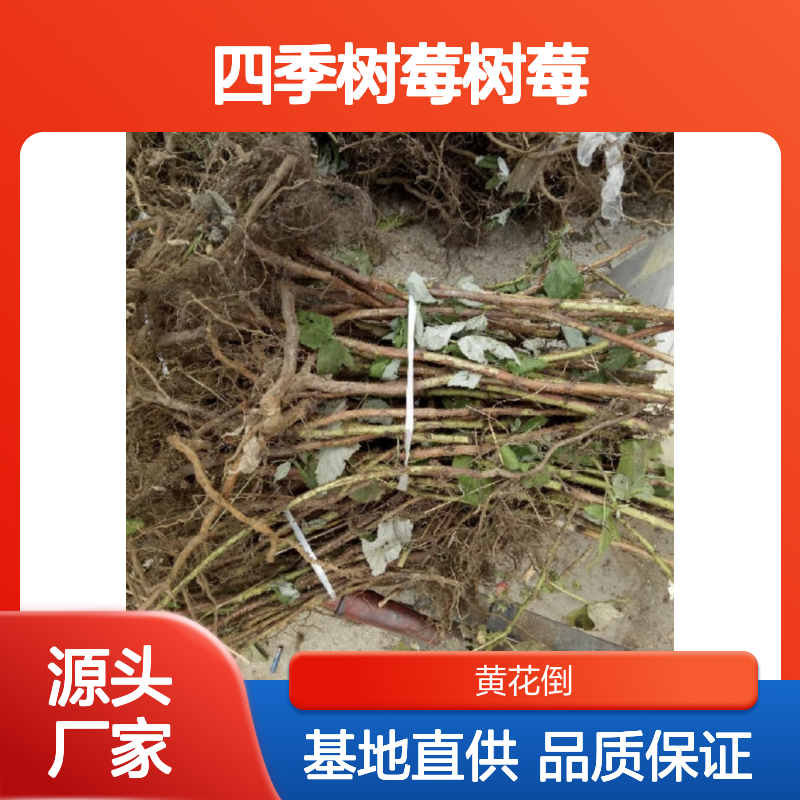 四季树莓果树苗木 基地直供多年生小灌木 株丛寿命长