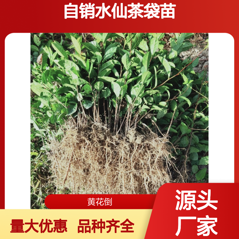 自产自销水仙茶袋苗 品种齐全质量保证根系发达种植好管理