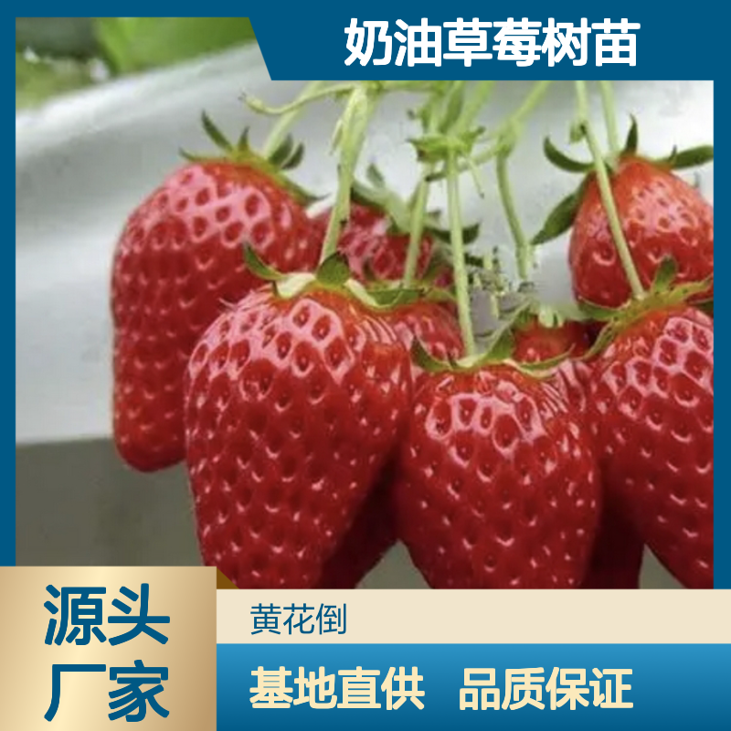 奶油草莓树苗 基地直供 果树苗木 产量丰富 品质优良