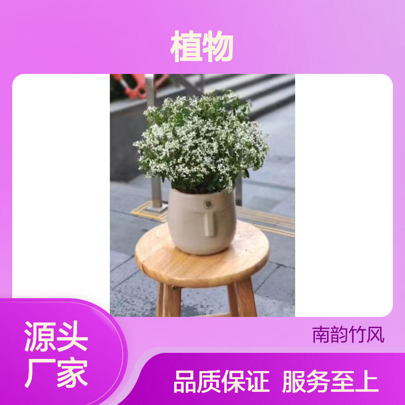 南韵竹风植物租摆服务 承接绿化工程 成活率高