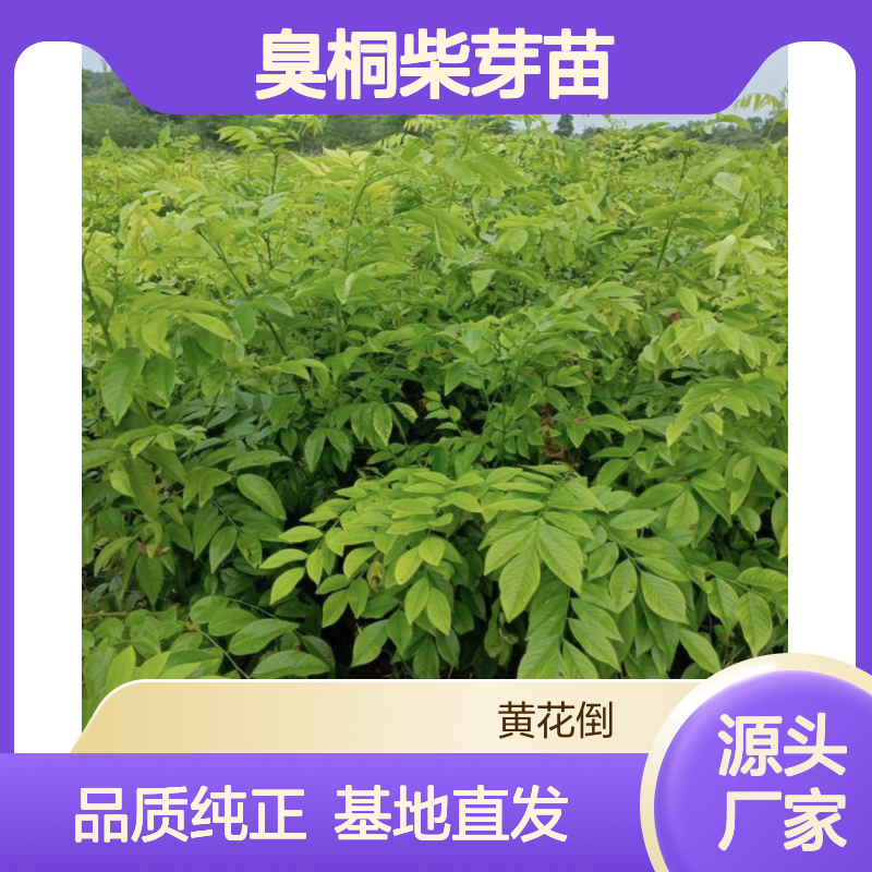产地直供臭桐柴芽苗 基地直发包教种植管理技术品质纯正可票