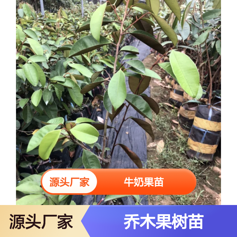 牛奶果苗 批发供应 乔木果树苗 生长迅速 适种广泛