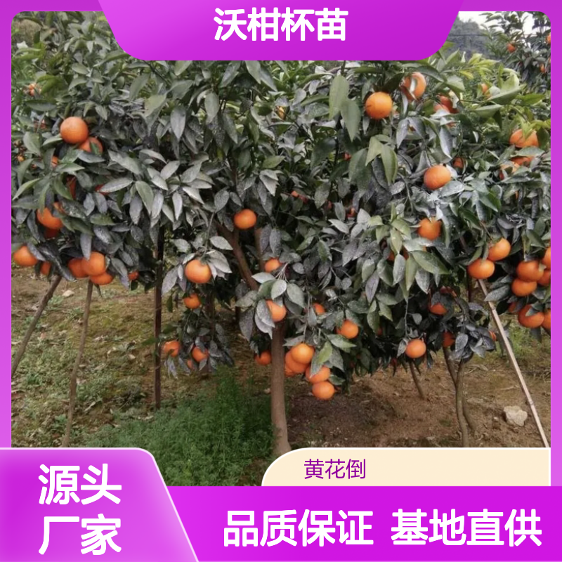 沃柑杯苗 基地直供 挂果强产量高 长势旺盛 甜柔爽口