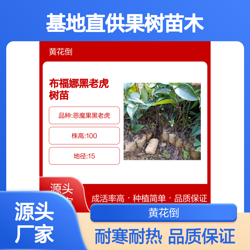布福娜黑老虎树苗 基地直供果树苗木 耐寒耐热