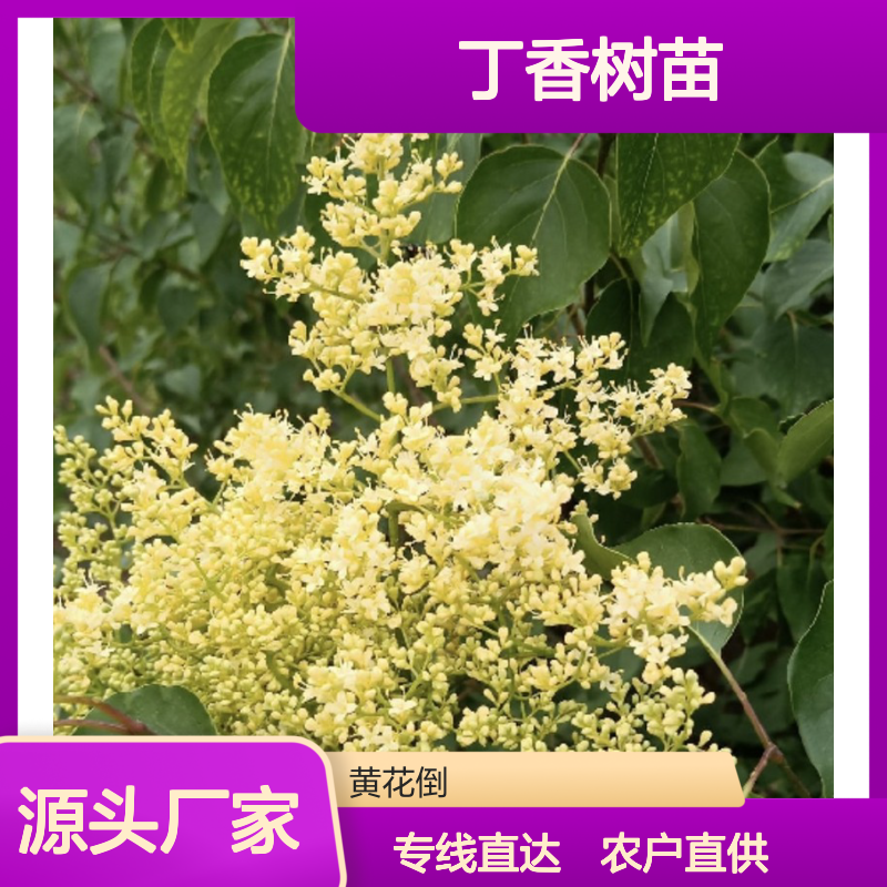 农户直供丁香树苗 购买数量达到要求全国专线车直达送货