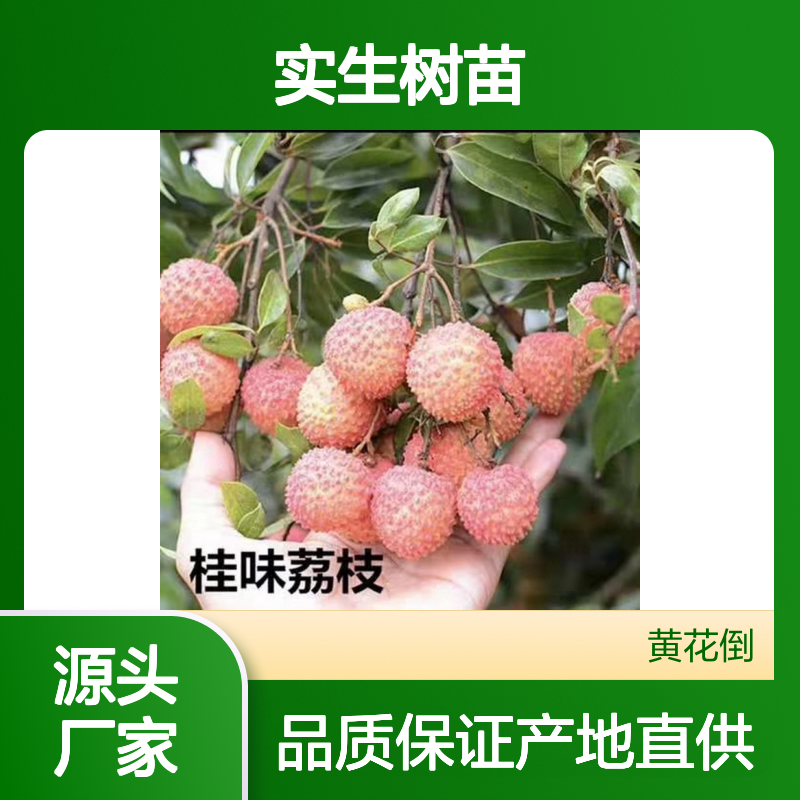 产地直供无籽荔枝实生树苗 多年生根系发达 成活高规格齐全