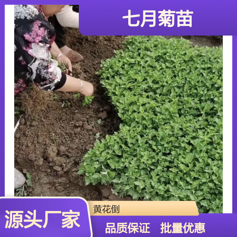 七月菊苗基地直供 优质批发 专业种植 精心培育
