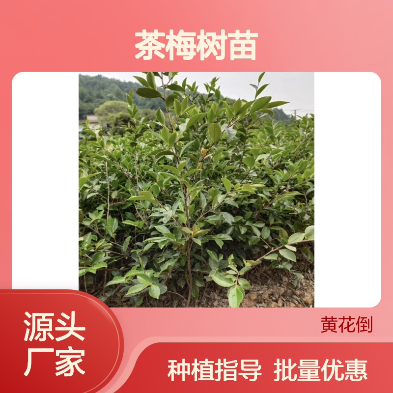 茶梅树苗供应 庭院种植佳品 生长旺盛 花形优美
