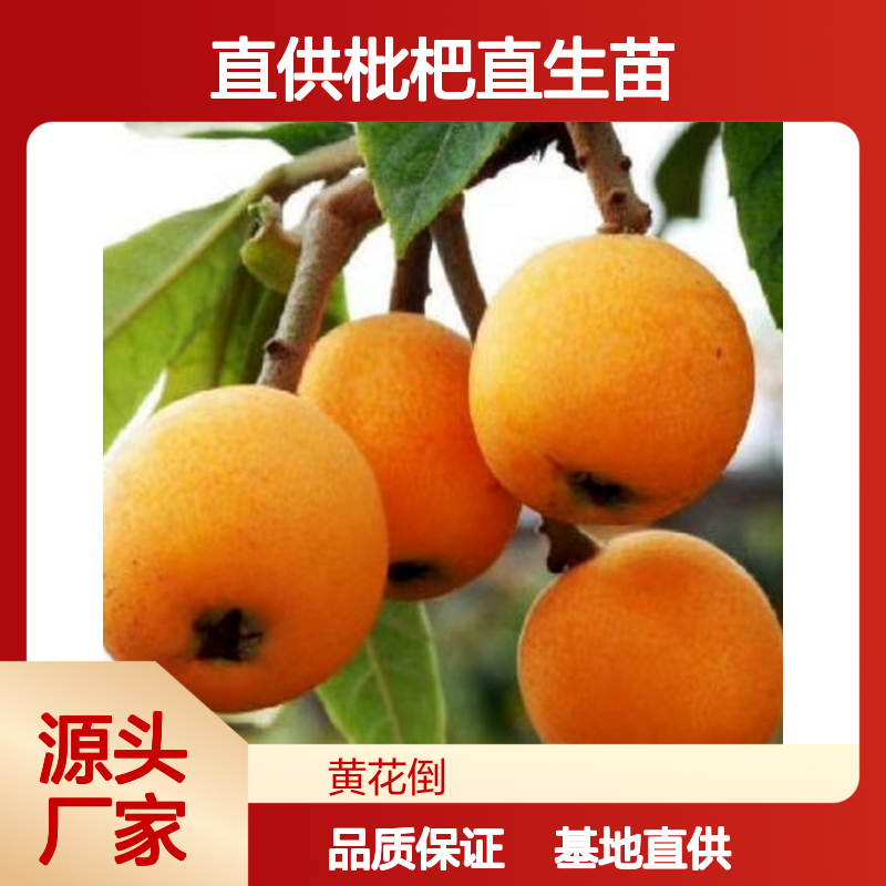 基地直供枇杷直生苗 多年生根系发达 成活高规格齐全