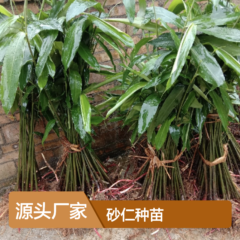 砂仁种苗 批发供应 百亩种植主产区直供 分株繁殖