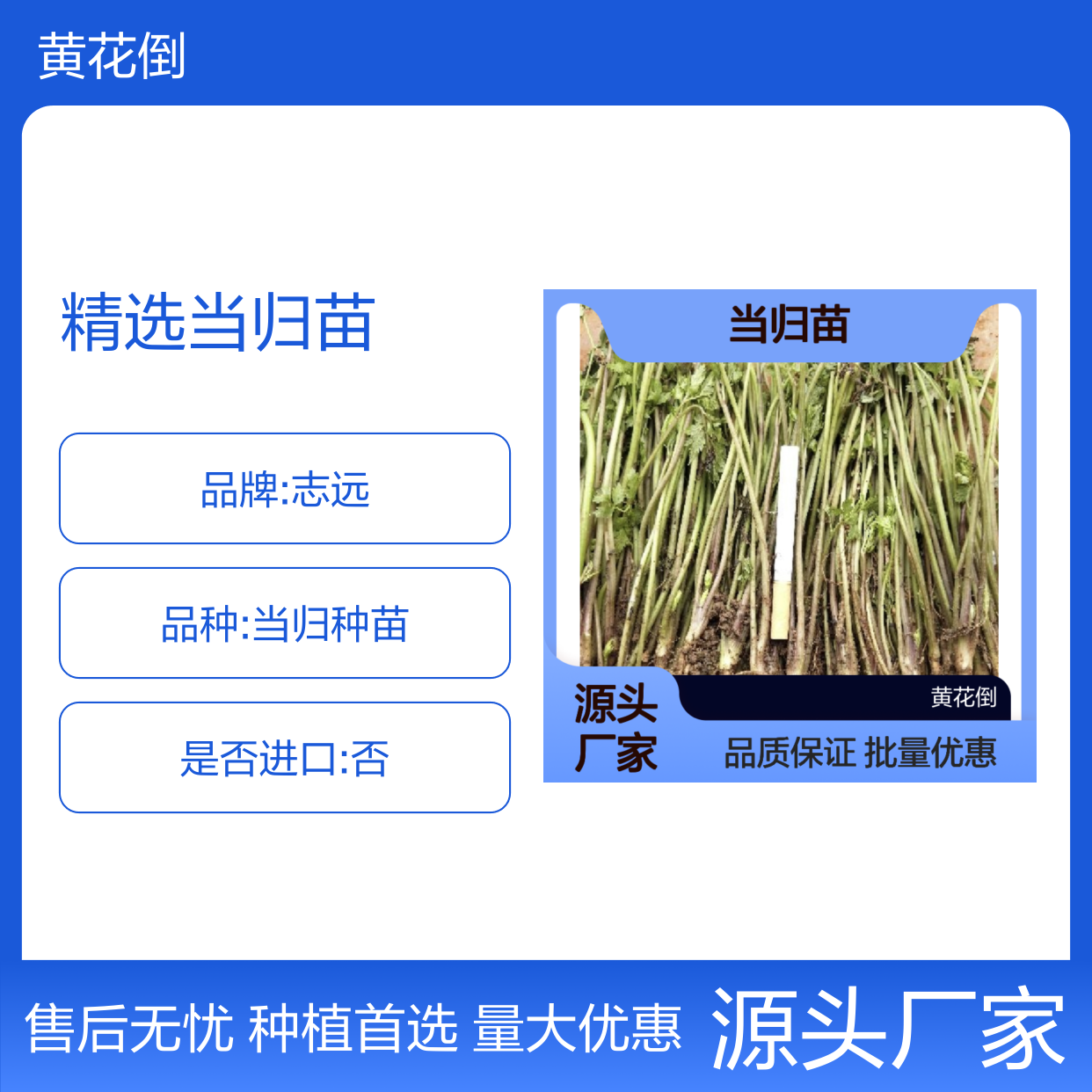 精选当归苗 园艺种植优选 根系发达易成活 品质保证
