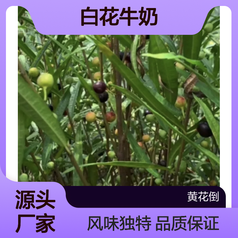白花牛奶树苗 天然药食同源植物 风味独特 营养丰富