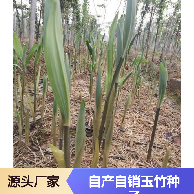 自产自销玉竹种子 提供种植技术 品质优良 适应性强