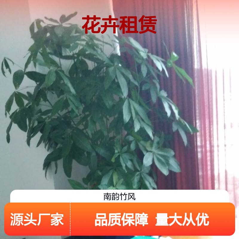 花卉租赁服务 适用于各类场所绿植布置 品种多样