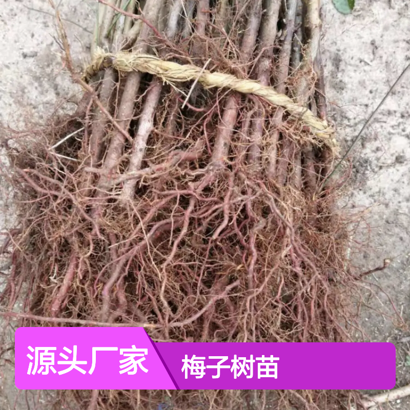 梅子百亩基地 优质梅子树苗 批发供应 生长旺盛