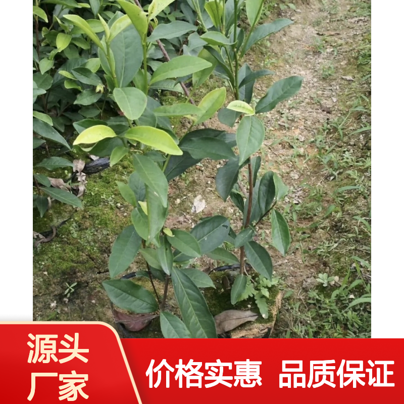 自产自销绿茶小杯苗 品质优良 专业培育 合作保障