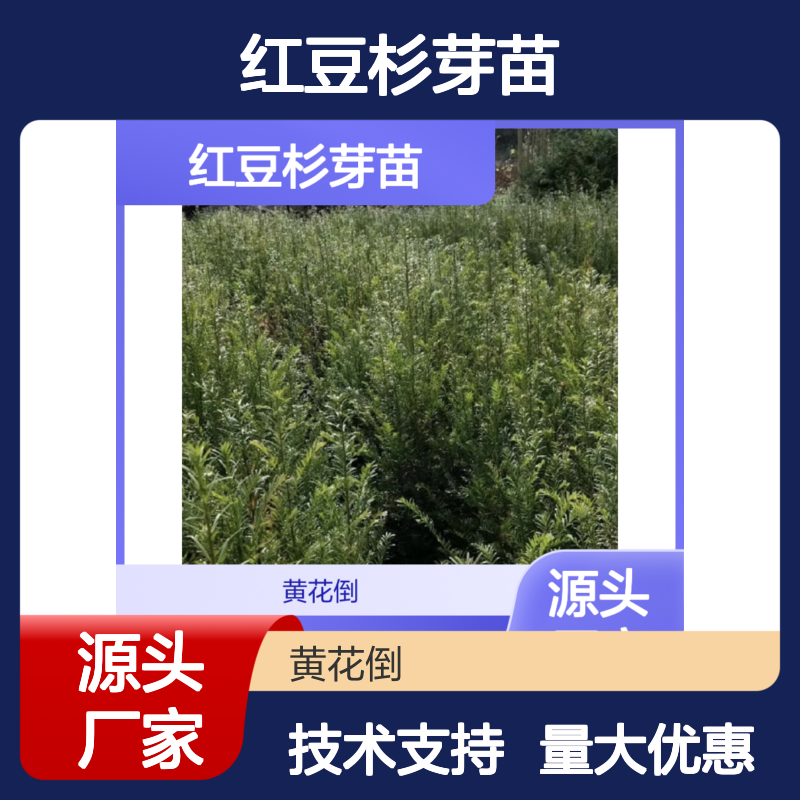 红豆杉芽苗 珍稀树种 现起现发 技术领先 品质保证