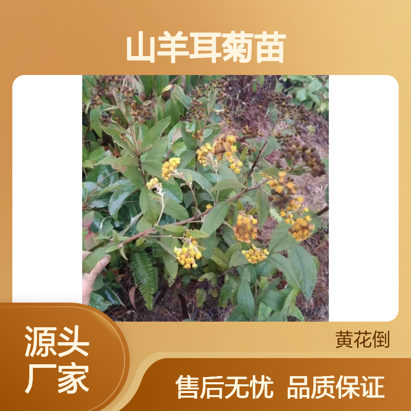 山羊耳菊苗 产地直供 园林优选 技术支持 常绿灌木