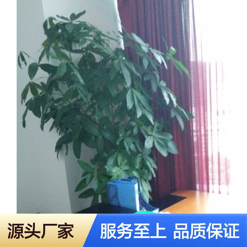 南韵竹风花卉护理 绿植养护专家 成活率高 品质如一