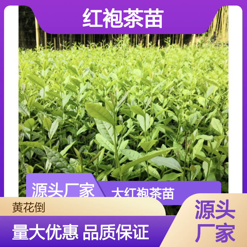 大红袍茶苗 基地直供 茶园建设优选 专业种植 科学管理