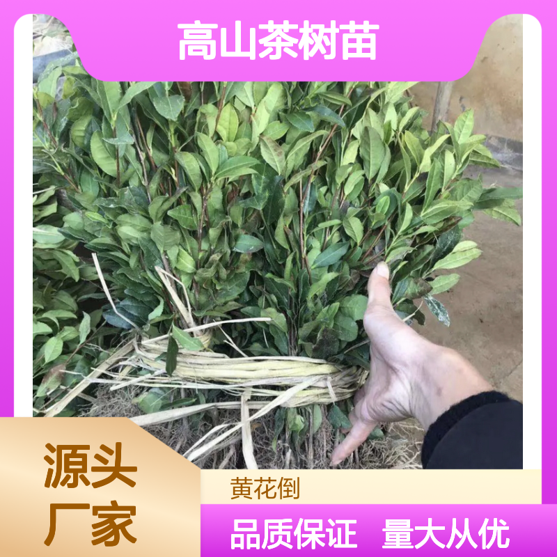 高山茶树苗 优质种植 百亩茶园 常绿灌木 天然健康